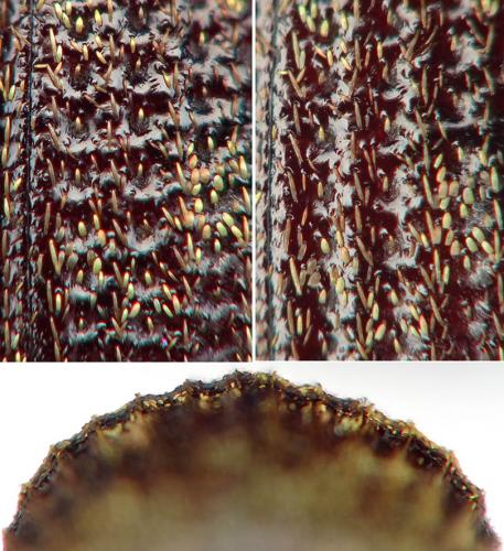 Otiorhynchus pupillatus