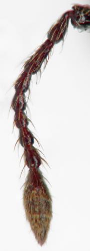 Otiorhynchus pupillatus