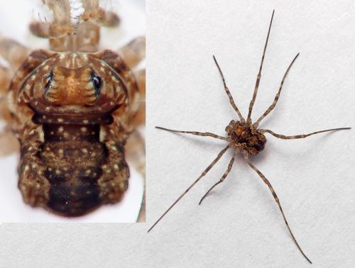 Réf. 217 365 : Platybunus sp.