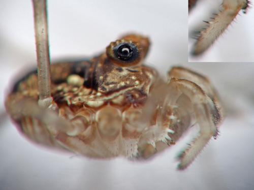 Réf. 217 366 : Platybunus sp.