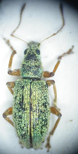 Polydrusus xanthopus