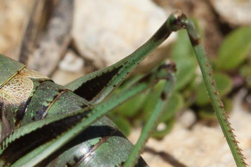 Antaxius hispanicus
