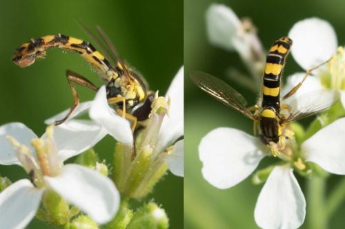 Réf. 217 127 : Sphaerophoria scripta