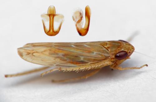 Psammotettix sp.