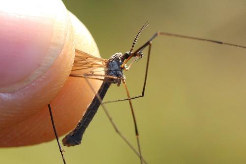 Réf. 217 525 : Tipula subcunctans
