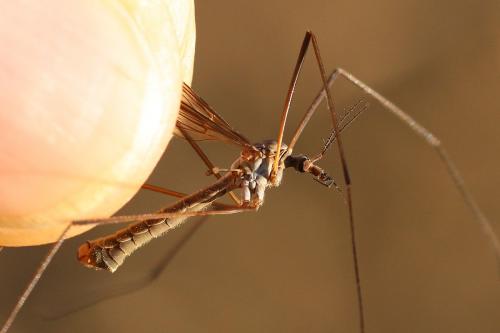Réf. 217 458 : Tipula subcunctans