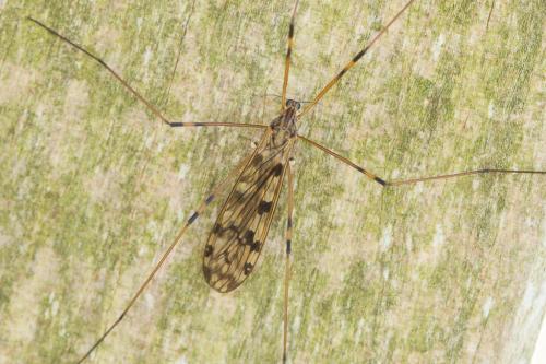 Réf. 217 654 : Metalimnobia quadrimaculata
