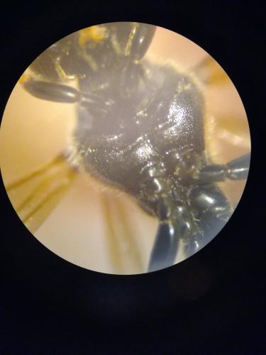 Argogorytes sp.