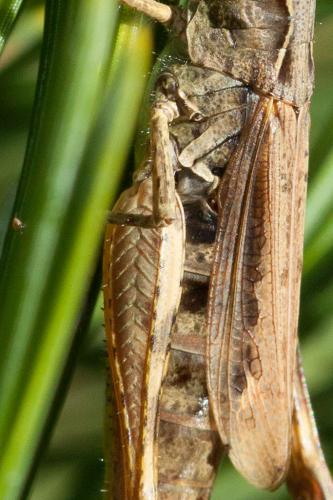 Chorthippus apricarius apricarius