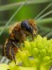 217701 – Photo : Danièle Tixier-Inrep – France (30)