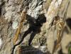 Orthetrum brunneum