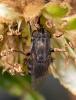 Stomorhina lunata