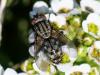 217321 – Photo : Danièle Tixier-Inrep – France (34)
