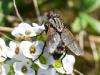 217320 – Photo : Danièle Tixier-Inrep – France (34)