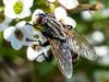 217319 – Photo : Danièle Tixier-Inrep – France (34)
