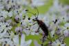 217672 – Photo : Pierre Duhem – France (73)