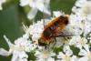 217671 – Photo : Pierre Duhem – France (73)