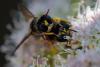 217684 – Photo : Pierre Duhem – France (73)