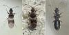 Microplax albofasciata