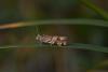217274 – Photo : Matthias Colin – France (38)