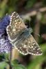 217861 – Photo : Bernard Saquet – France (12)