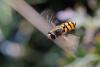 217647 – Photo : Marc Solari – France (68)