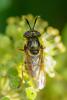 217134 – Photo : Olivier Pouvreau – France (86)