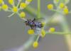 217427 – Photo : Gilbert Patroni – France (13)