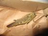 217153 – Photo : The Ghost Nightjar – France (56)