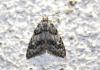 217446 – Photo : alain Roujas – France (31)