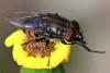 Stomorhina lunata