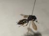 Crabro alpinus