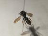 Crabro alpinus