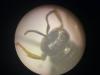 Crabro alpinus