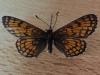 217223 – Photo : Limenitis78 – France (04)