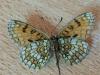 217224 – Photo : Limenitis78 – France (04)