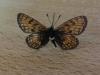 217221 – Photo : Limenitis78 – France (05)