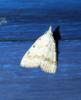 217481 – Photo : alain Roujas – France (31)