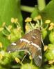 217039 – Photo : Axel Dehalleux – France (89)