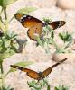 217972 – Photo : Jean-Claude Jamoulle – Oman