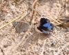 217557 – Photo : Jean-Claude Jamoulle – Oman