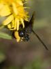 217414 – Photo : BourrinOman – France (83)