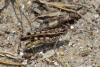 217457 – Photo : Captagone – Mozambique