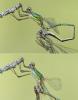 Chalcolestes viridis