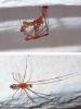 217010 – Photo : Didier Levasseur – Thaïlande