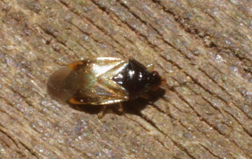 Bscrl - Orius sp. - réf. 217819 (816 x 517 pixels, 83 ko)