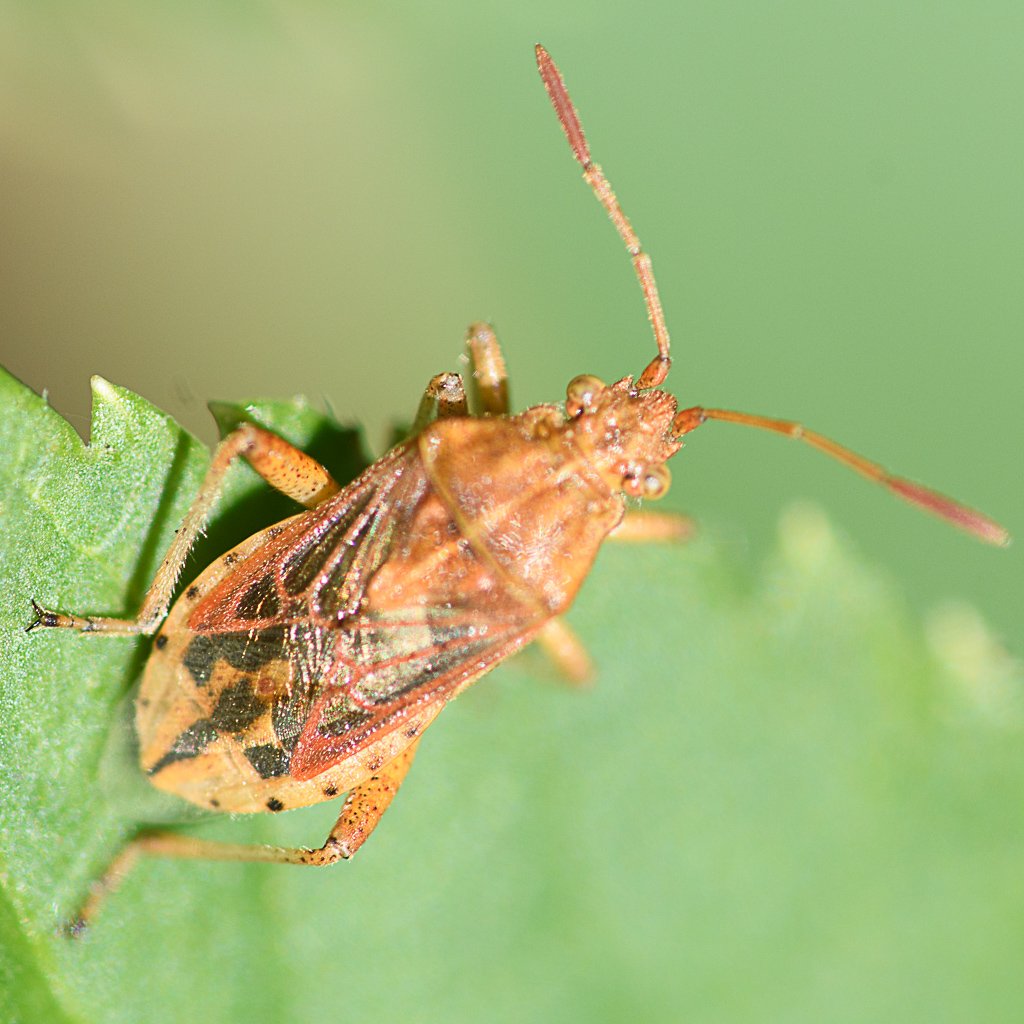 Didier Houbrechts - Stictopleurus sp. - réf. 217209 (1024 x 1024 pixels, 128 ko)