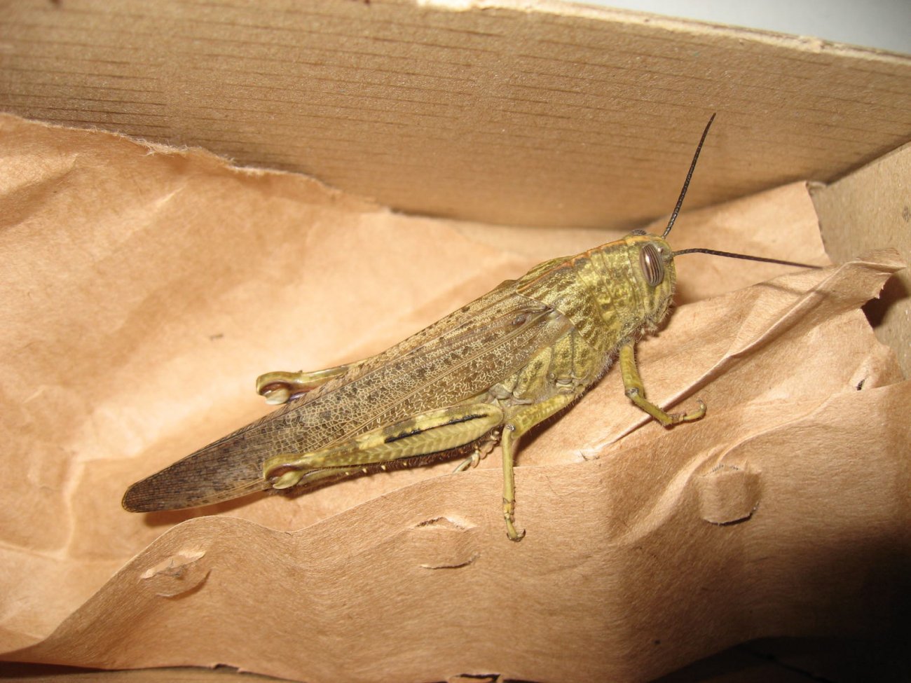 The Ghost Nightjar - Anacridium aegyptium - réf. 217153 (1300 x 975 pixels, 206 ko)