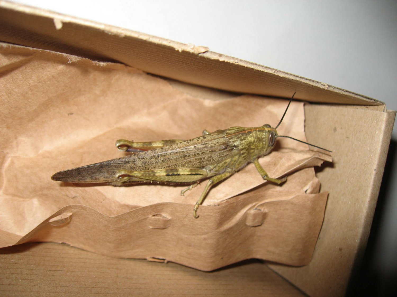 The Ghost Nightjar - Anacridium aegyptium - réf. 217154 (1500 x 1125 pixels, 183 ko)