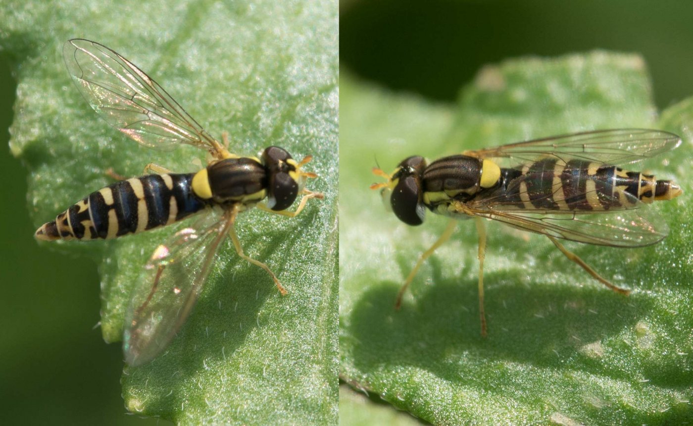 éric Pensa - Sphaerophoria sp. - réf. 217126 (1400 x 860 pixels, 216 ko)